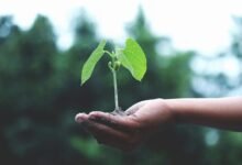 nip indian growth initiative