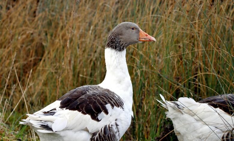 kilom profile overview insights