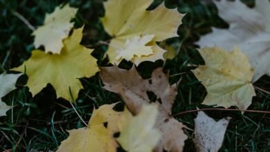 mario lopez legal case